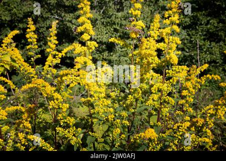 Close up of golden rod plant that can be seen as one travels the Blue Ridge Parkway in North Carolina, USA. Stock Photo