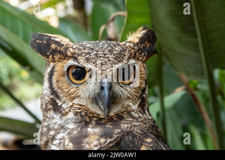 The great horned owl (Bubo virginianus), also known as the tiger owl or the hoot owl, is a large owl native to the Americas. Stock Photo
