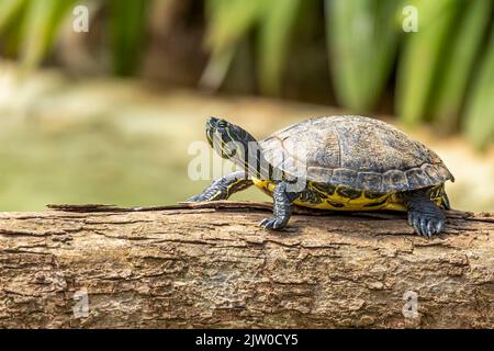 Tiger tortoise sunbathing on tree trunk in the lake. Stock Photo