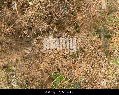 Dill, umbels of an aromatic plant with umbellate inflorescences of yellow flowers. Yellow dill flowers. Stock Photo