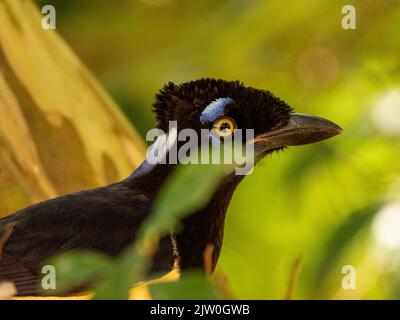 The curl-crested jay (Cyanocorax cristatellus) is a jay from South America.. Stock Photo