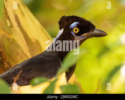 The curl-crested jay (Cyanocorax cristatellus) is a jay from South America.. Stock Photo