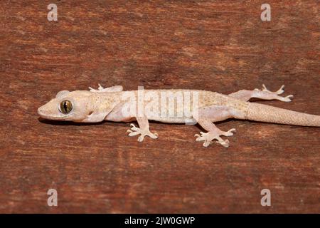 Domestic gecko on the house wall. Stock Photo