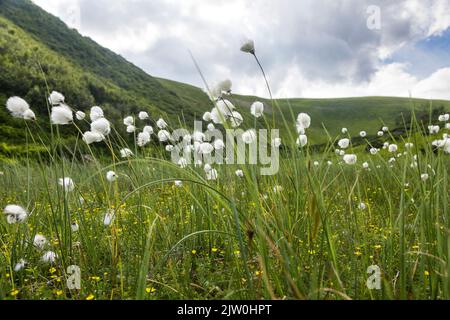 Eriophorum latifolium, commonly known as broad-leaved bog-cotton and broad leaved cotton grass is a species of flowering plant belonging to the family Stock Photo