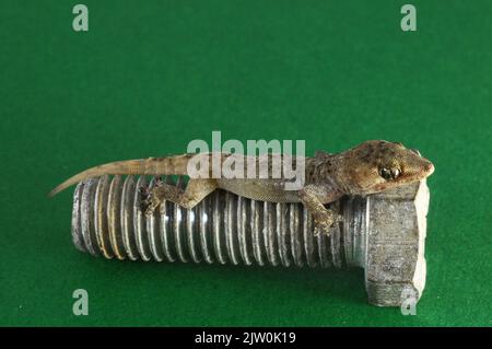 A shot of a small Gecko lizard laying on a screw nail on a green surface Stock Photo