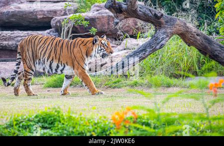 A bengal tiger on a walk in woods Stock Photo