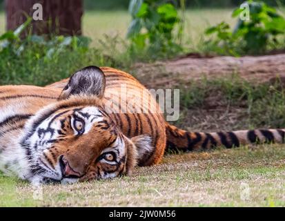 A Bengal Tiger lying on ground with its eyes open Stock Photo
