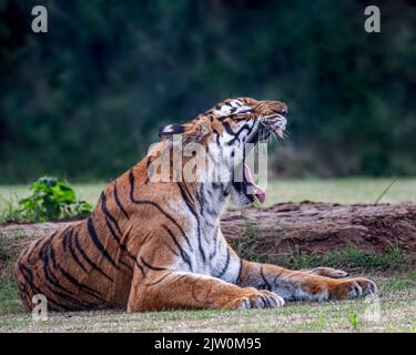 A bengal Tiger with its full mouth open Stock Photo
