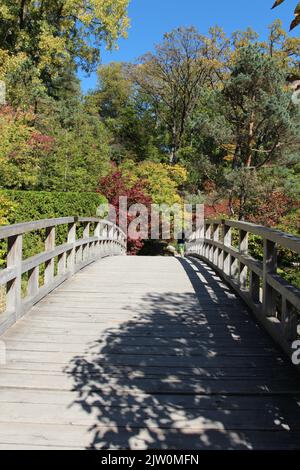 An arched wood bridge leading to a grove of trees with fall foliage on a sunny day in autumn at Anderson Japanese Gardens in Rockford, Illinois, USA Stock Photo