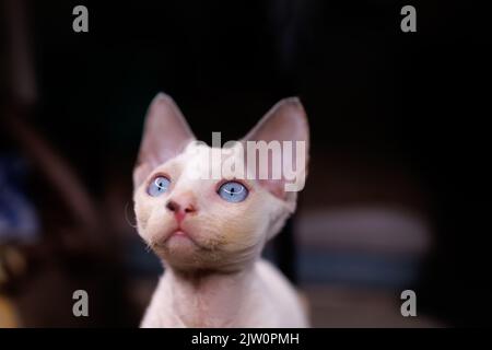 close-up muzzle of a small Devon Rex cat Stock Photo