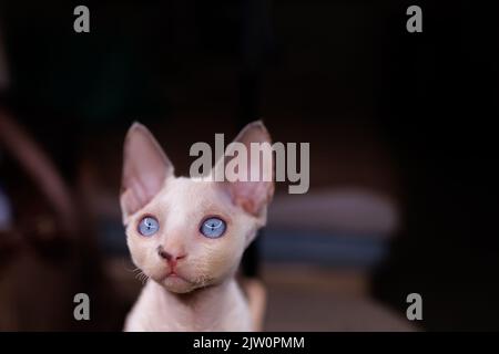 close-up muzzle of a small Devon Rex cat Stock Photo