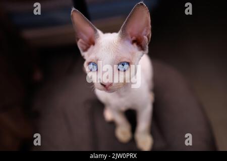 close-up of a small white cat breed Devon Rex sits on chairs and looks Stock Photo