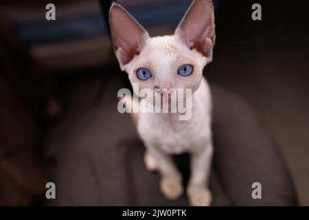 close-up of a small white cat breed Devon Rex sits on chairs and looks Stock Photo