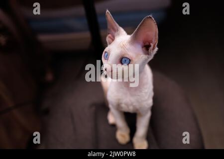 Devon Rex kitten looks away with a surprised look Stock Photo