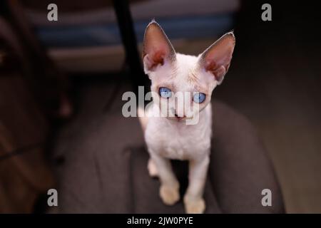 Devon Rex kitten looks away with a surprised look Stock Photo