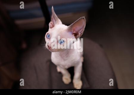 Devon Rex kitten with soft short hair sits on a chair Stock Photo