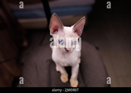Devon Rex kitten with soft short hair sits on a chair Stock Photo