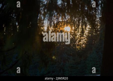 Radiating evening sun Through the Clouds in the forest, orange sunset disc in the mountains Stock Photo