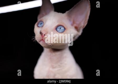 amazing Devon Rex kitten a with big blue eyes on a black background Stock Photo
