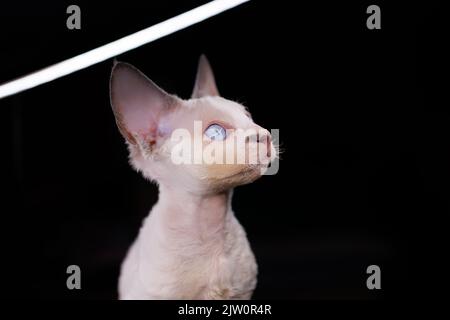 amazing Devon Rex kitten a with big blue eyes on a black background Stock Photo