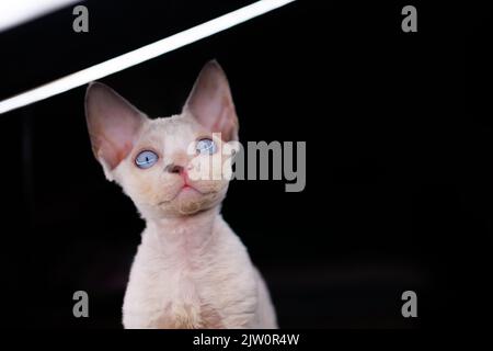 white Devon Rex kitten on a black background turned her head to the side Stock Photo