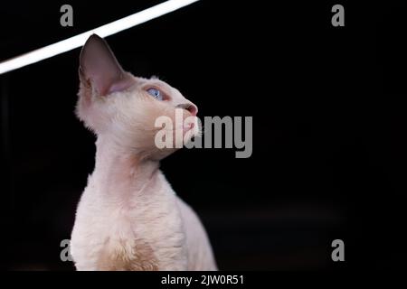 white Devon Rex kitten on a black background turned her head to the side Stock Photo