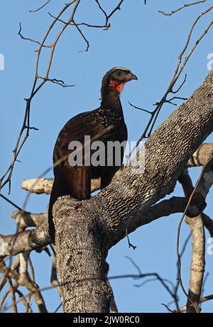 Chestnut-bellied Guan (Penelope ochrogaster) adult perched in tree Pantanal, Brazil.     July Stock Photo