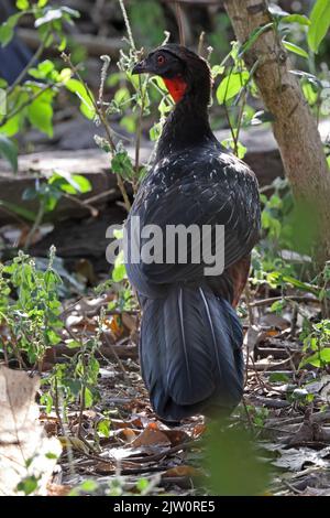 Chestnut-bellied Guan (Penelope ochrogaster) adult on forest floor Pantanal, Brazil.     July Stock Photo