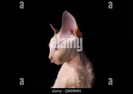 beautiful Devon Rex kitten sits looking to the side on a black background Stock Photo