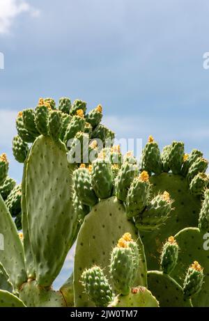 prickly pears growing wild on the island of zante or zakynthos in the ionian sea in greece, succulent prickly pear tree, zakynthos floran and fauna. Stock Photo