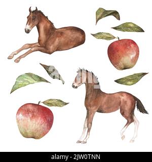 Watercolor illustration of two bay foals with red appetizing apple with green leaves. Can be used as a print for clothes, cards, invitations Stock Photo