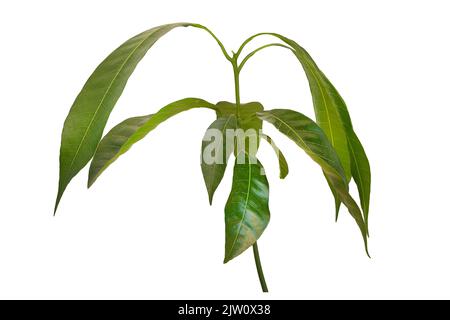 A mango tree isolated on white background. Conept for growing mangoes close up Stock Photo