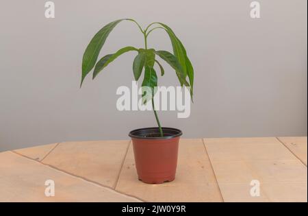 A beautiful mango tree growing inside - Concept for growing mangoes at home Stock Photo