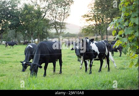 Cows grazing in a field in the U.K. Stock Photo