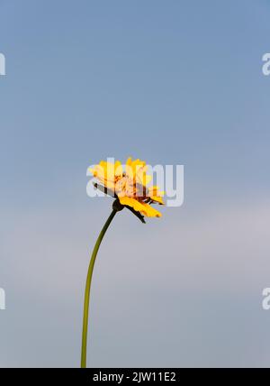 A small insect on a vibrant yellow Lance-leaved coreopsis flower against a light blue sky Stock Photo