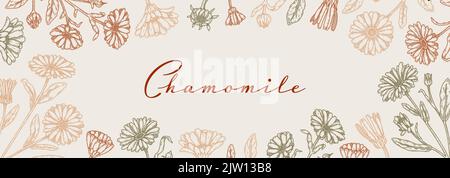 Chamomile horizontal packaging design with hand drawn elements. Vector illustration in sketch style Stock Vector