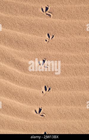 Bird Footprints in the Sand. High quality photo Stock Photo