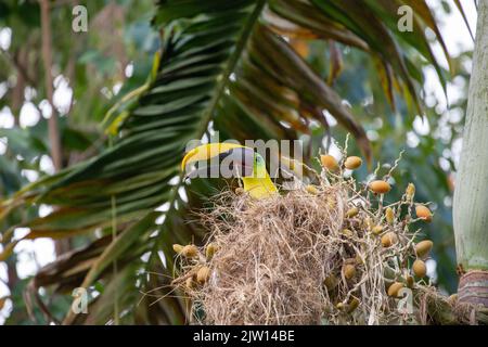 On the Osa Peninsula in Costa Rica. A beautiful variegated Swainson's Toucan sits in a nest and looks curiously around. Stock Photo