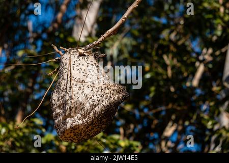 A large bee hive affixed to a tree branch with many insects outside. Stock Photo