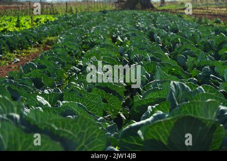 cauliflower plantation in sunny day. Stock Photo