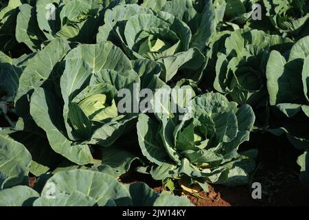 cauliflower plantation in sunny day. Stock Photo