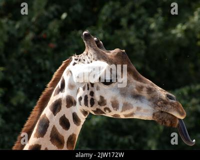 giraffe in the zoo in gelsenkirchen closeup Stock Photo