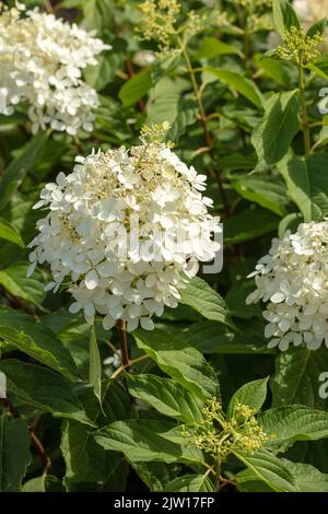Hydrangea Paniculata ‘Phantom', natural close-up plant / flower portrait Stock Photo