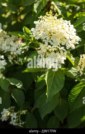 Hydrangea Paniculata ‘Phantom', natural close-up plant / flower portrait Stock Photo