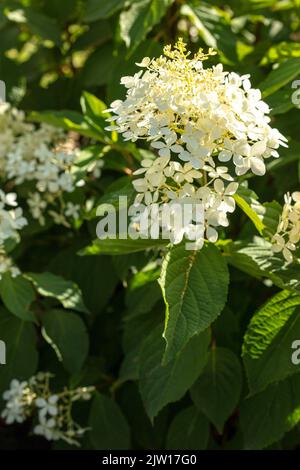 Large white Hydrangea paniculata 'Phantom' in flower Stock Photo - Alamy