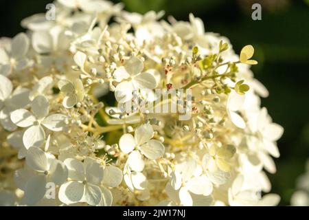 Hydrangea Paniculata ‘Phantom', natural close-up plant / flower portrait Stock Photo