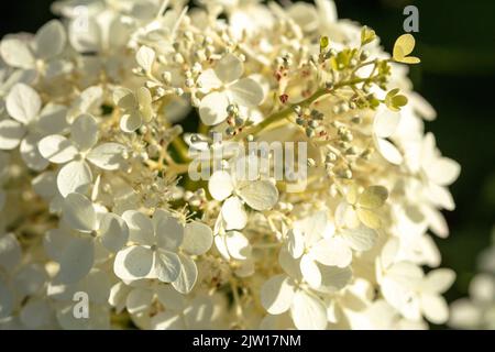 Hydrangea Paniculata ‘Phantom', natural close-up plant / flower portrait Stock Photo