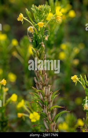 Glowing Primula vulgaris, common primrose. Natural close-up environmental flower portrait Stock Photo