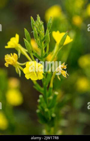 Glowing Primula vulgaris, common primrose. Natural close-up environmental flower portrait Stock Photo