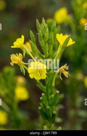 Glowing Primula vulgaris, common primrose. Natural close-up environmental flower portrait Stock Photo